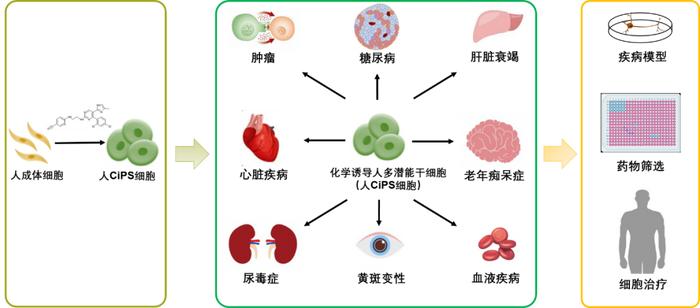 我國(guó)自主研發(fā)的新一代人多潛能干細(xì)胞制備技術(shù)問世 北京大學(xué)鄧宏魁團(tuán)隊(duì)引領(lǐng)細(xì)胞技術(shù)研發(fā)與應(yīng)用新突破